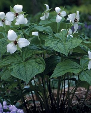 Stinking Benjamin typically shines with rich, reddish chocolate-colored flower petals, but this white-flowering variety displays a striking dark ovary at the center.