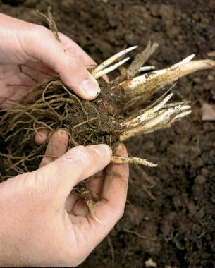 close up of hands holding the rhizomes with soil, ready to divide them