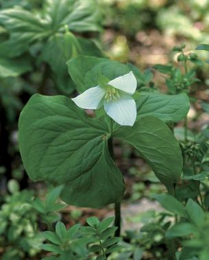 Bent trillium keeps gardeners on their toes with its variable white or maroon flowers.