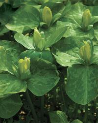 Yellow trillium is a late bloomer with the fragrance of lemon oil.