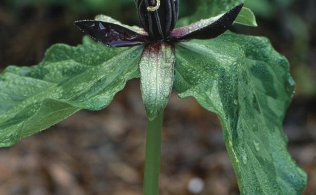 Propeller toad shade features twisting petals over slightly mottled leaves. 