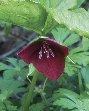 Sweet beth is the tallest of all trilliums at almost 2 feet.