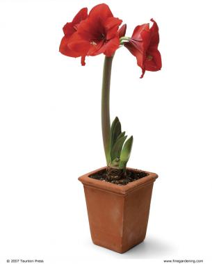 Amaryllis (Hippeastrum cvs.)