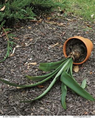 Snip off dead leaves