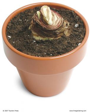 Repot amaryllis