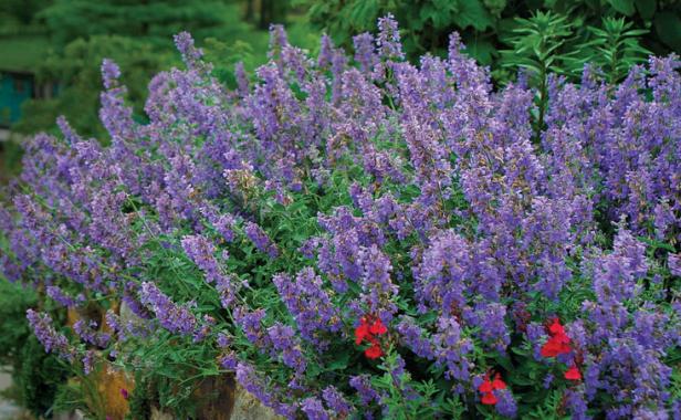 ‘Walker’s Low’ catmint