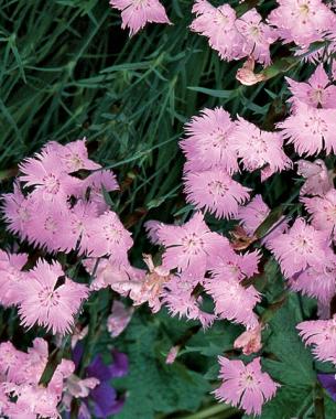 Dianthus ‘Bath’s Pink'