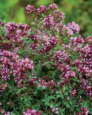 Origanum laevigatum ‘Herrenhausen’