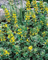 'Alexander' loosestrife