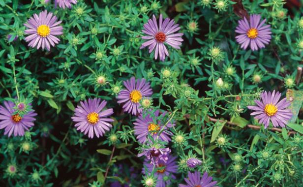 Aster oblongifolius 'October Skies'