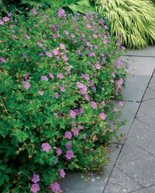 Geranium ‘Rozanne'