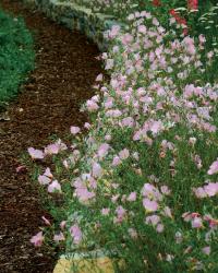 Oenothera berlandieri