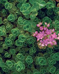 Sedum spurium ‘John Creech’