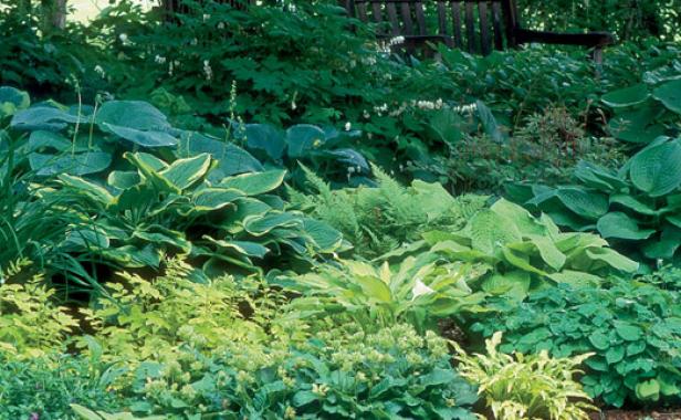 Gold Hostas