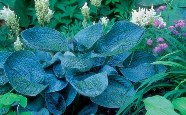 Hostas