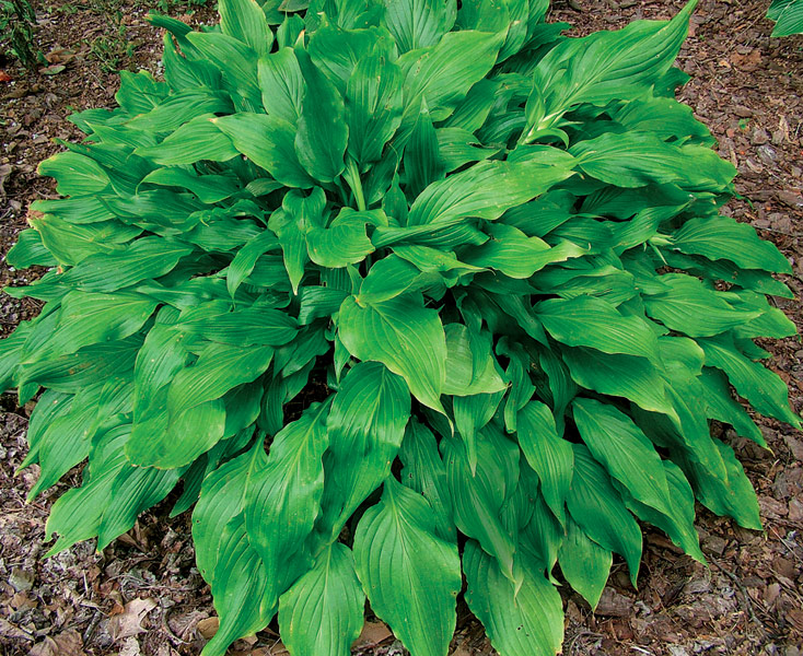 'Green Fountain' Hosta