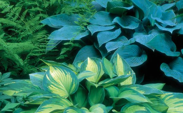 Hostas