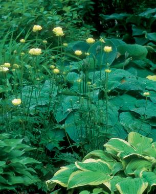 ‘Cheddar’ trollius enhance the gold-variegated leaves of ‘Shade Fanfare’ hosta