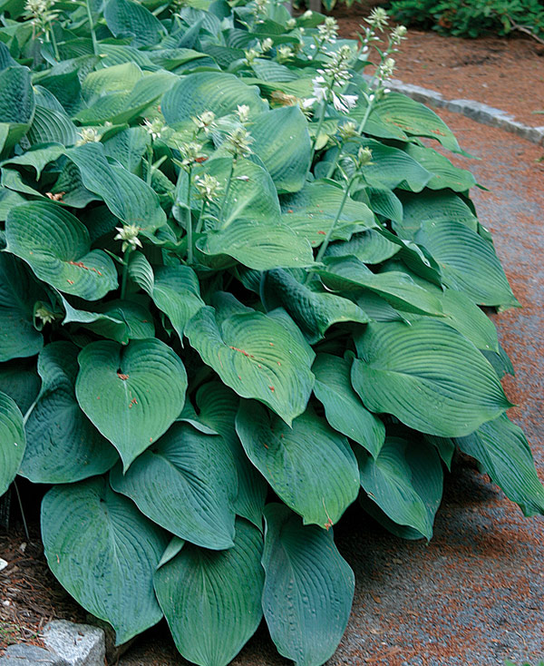 'Blue Angel' Hosta