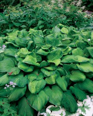 'Guacamole' Hosta