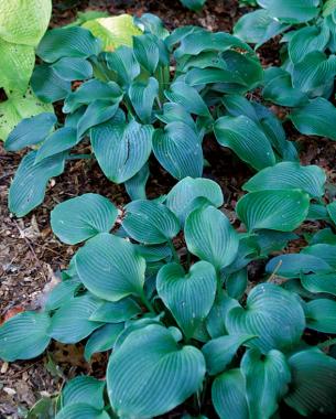 'Halcyon' Hosta