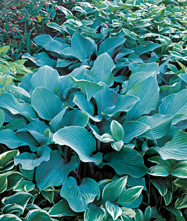 'Krossa Regal' Hosta