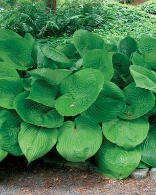 'Sum and Substance' Hosta