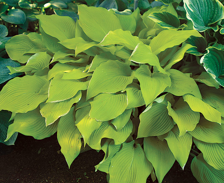 'Sun Power' Hosta