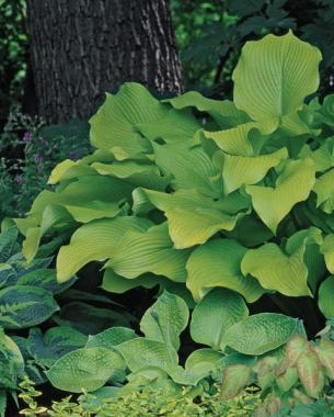 ‘Sun Power’ Hosta