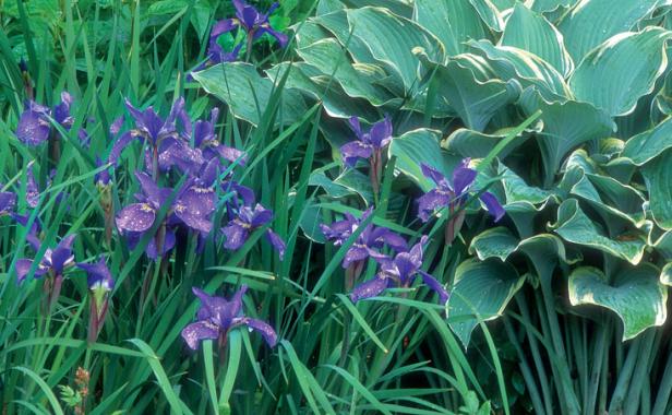 ‘Reddy Maid’ Siberian iris contrasts with that of ‘Regal Splendor’ hosta