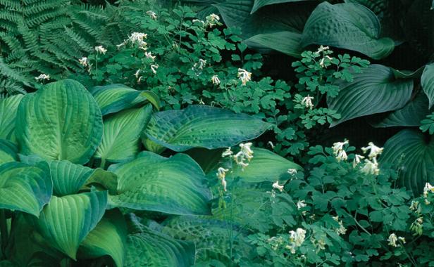 ‘Blue Shadows’ and the solid green ‘Candy Hearts’ hostas