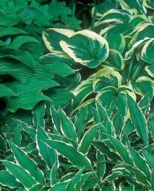 ‘Stilletto’, ‘Nagaeto’, and ‘Wide Brim’ Hostas