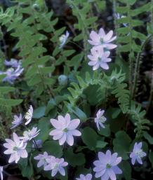 Rue anemone ( Anemonella thalictroides ), Christmas fern ( Polystichum acrostichoides )