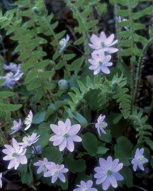 Rue anemone ( Anemonella thalictroides ), Christmas fern ( Polystichum acrostichoides )