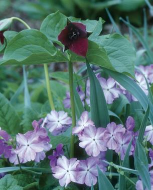 Japanese woodland primrose ( Primula sieboldii ), sweet wakerobin ( Trillium vaseyi )