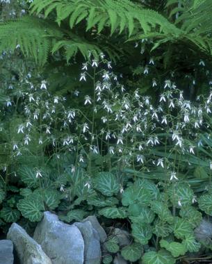 ostrich fern ( Matteuccia struthiopteris ), strawberry begonia ( Saxifraga stolonifera )