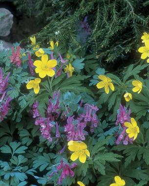 Yellow wood anemone ( Anemone ranunculoides ), fumewort ( Corydalis solida ‘George Baker’)