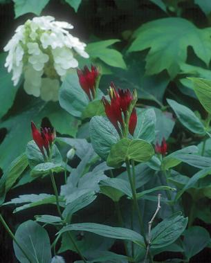 Oakleaf hydrangea ( Hydrangea quercifolia ), pinkroot ( Spigelia marilandica)