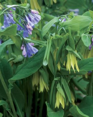 Merrybells ( Uvularia grandiflora ), Virginia bluebells ( Mertensia virginica )