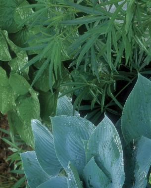 Stinking hellebores ( Helleborus foetidus and cvs.), Canadian wild ginger ( Asarum canadense ), ‘Halcyon’ hosta ( Hosta ‘Halcyon’) 