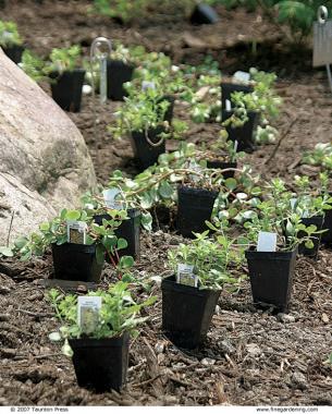 Plants in pots in rows ready to be planted