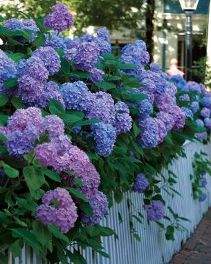 H. macrophylla ‘Nikko Blue’