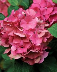 H. macrophylla ‘Glowing Embers’