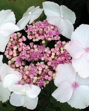 H. macrophylla ‘Tokyo Delight’