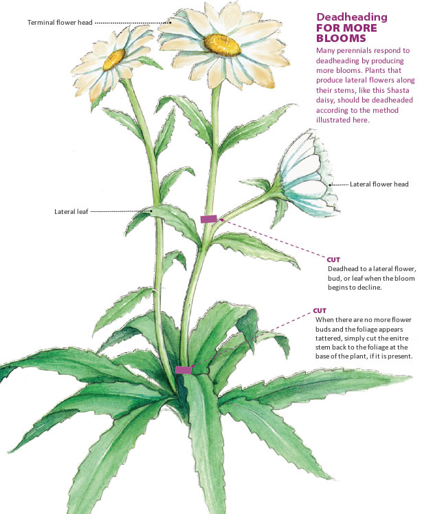 How to deadhead for rebloom diagram