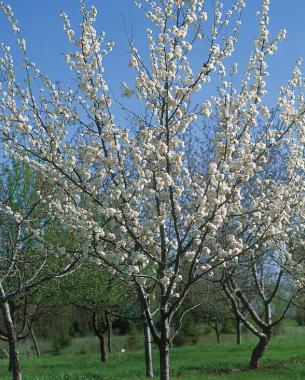 Top 5 Early Spring Flowering Trees