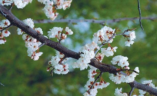 Prunus nigra 'Princess Kay'