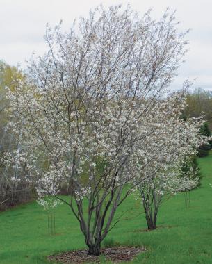 Apple serviceberry