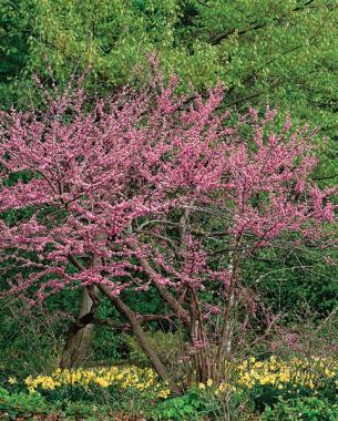 Eastern redbud