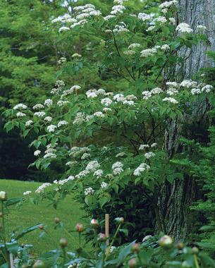 Pagoda dogwood